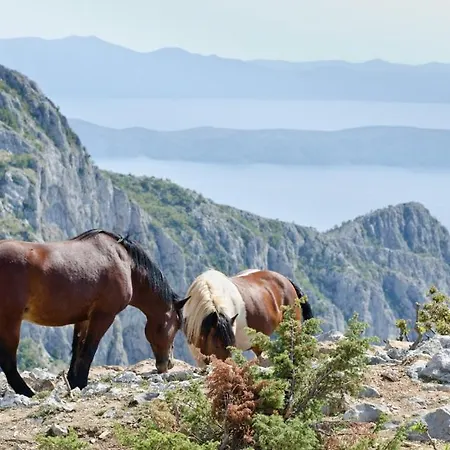 Apartment Guesthouse Brist Brist